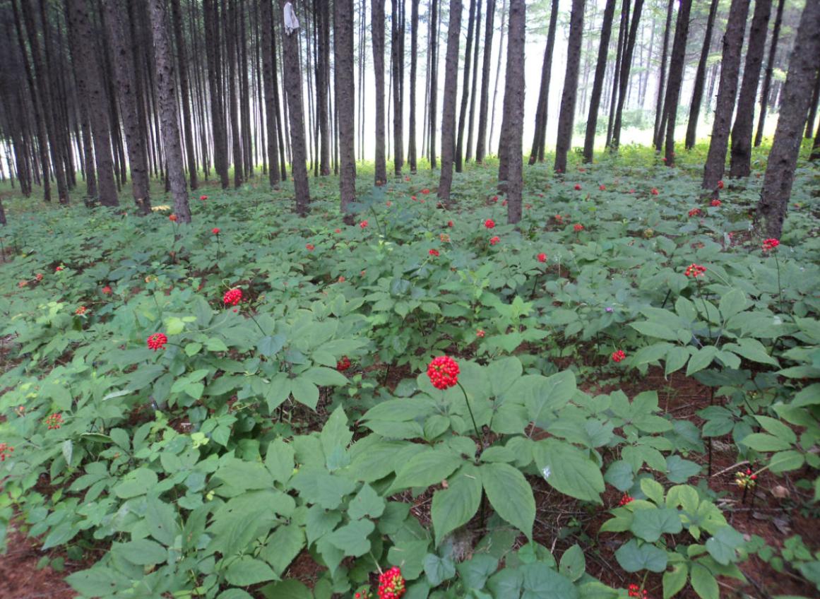 老人挖到近百斤亚洲人参葛根,参龄上千年的人参
