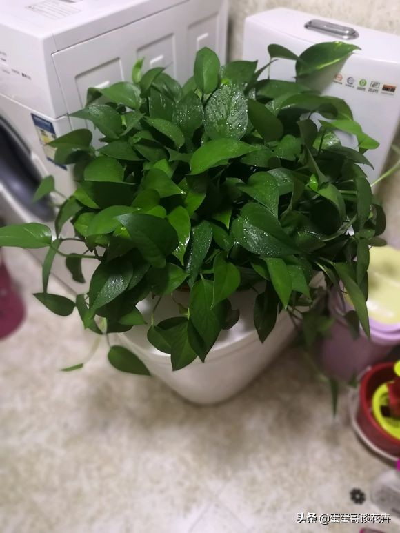 冬天绿萝换盆换土的正确方法,冬天绿萝怎样换盆视频