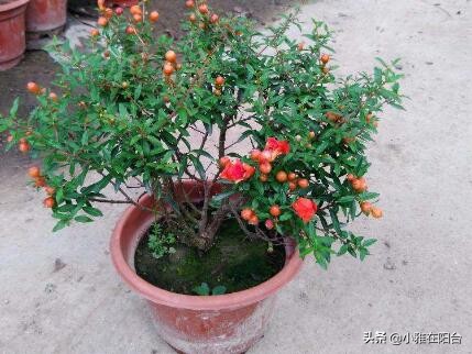为什么石榴开花有早开有晚开花呢,石榴盆景多开花的技术有哪些方法