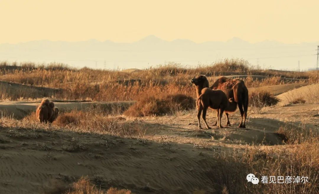 戈壁红驼，乌拉特草原上的珍珠