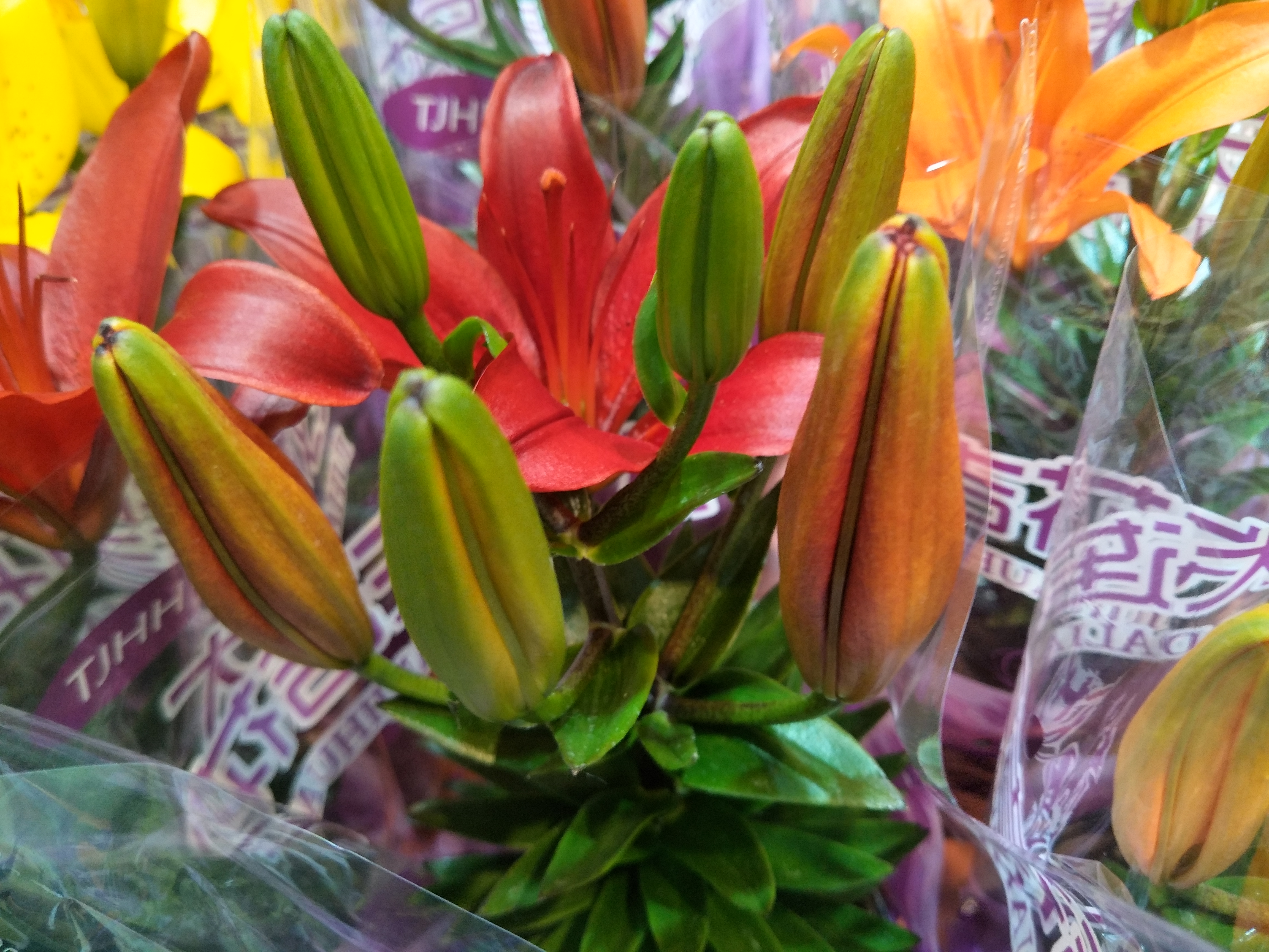 盆栽的百合怎么养最好,盆栽百合的养殖方法有哪些