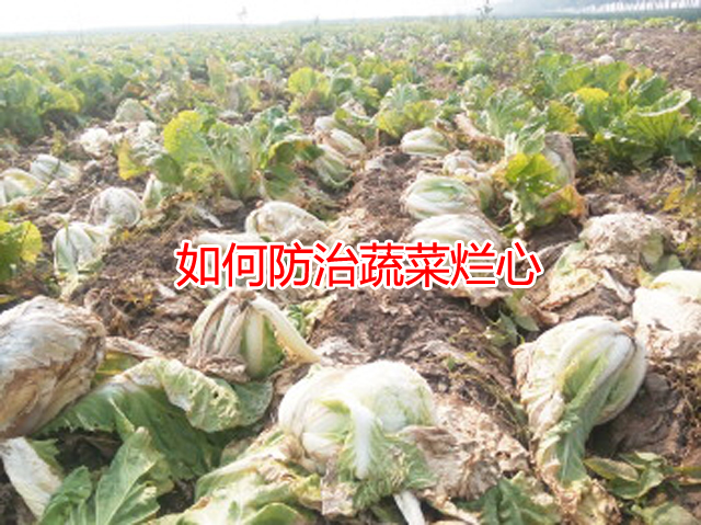 菜心烂心是何原因如何处理,大白菜心烂了怎么回事