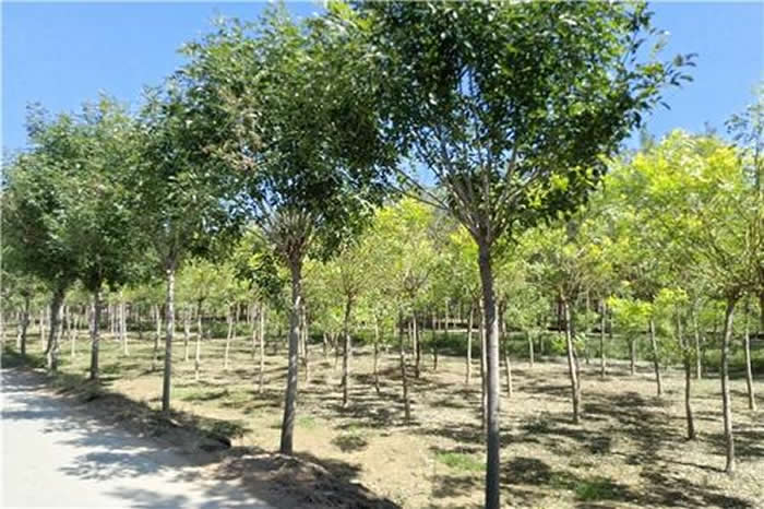 白蜡树在冬季怎样种植成活率高,白蜡杆栽培技术