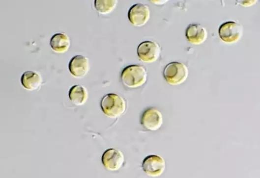 水产养殖业藻类的生命周期,水产养殖常见藻类植物