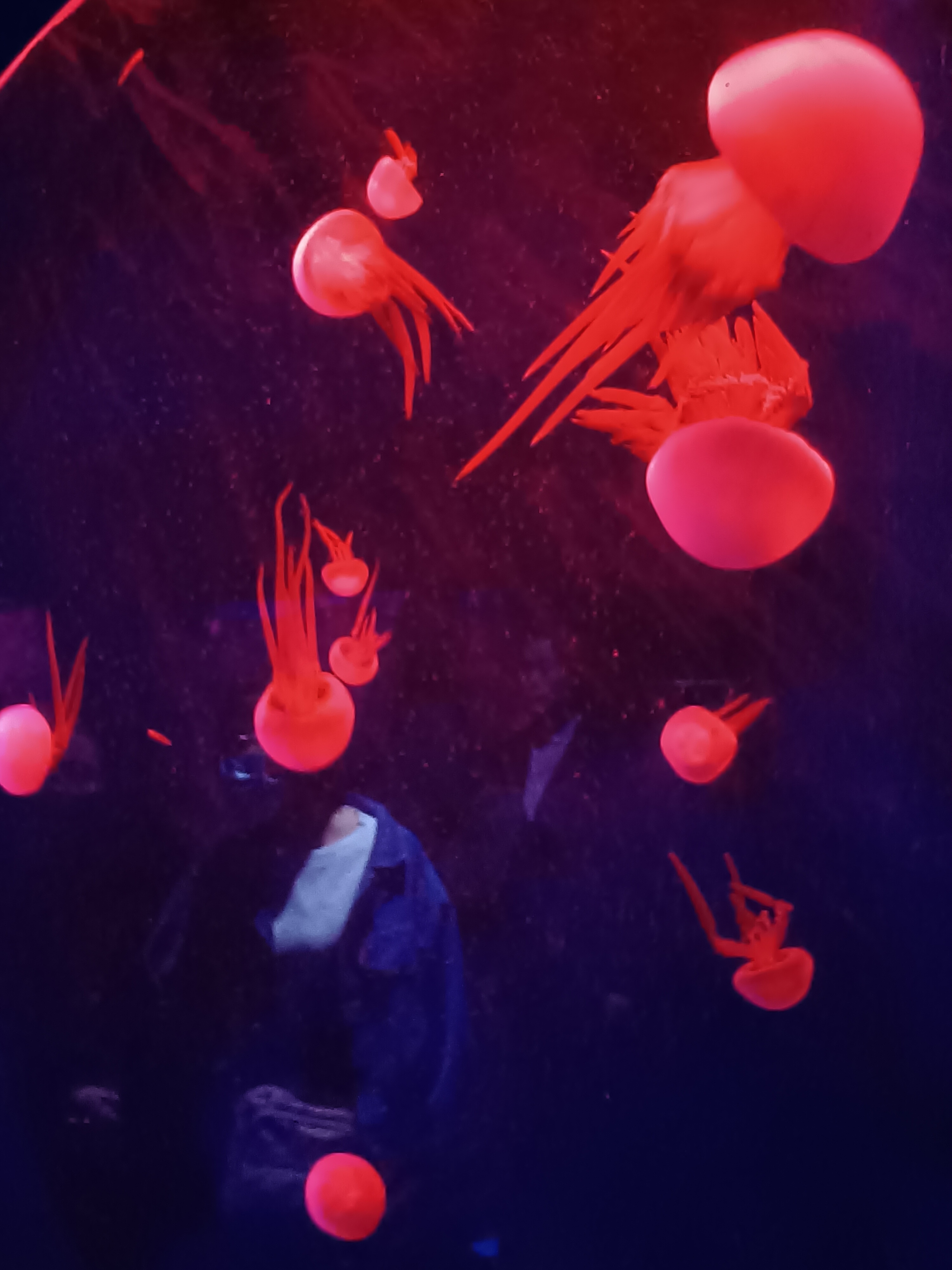 西安曲江海洋极地公园和海洋馆,游西安曲江海洋极地公园