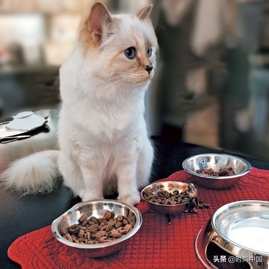 买不起香奈儿包包还可以买什么,买不起系列香奈儿