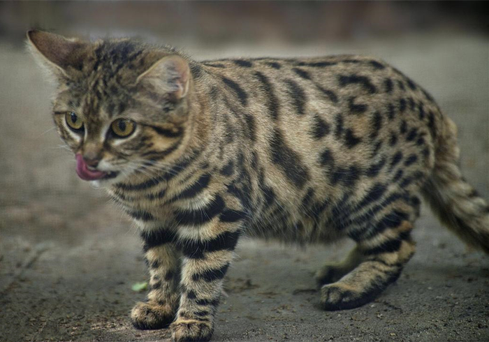 黑足猫夜晚捕食视频,沙漠黑足猫