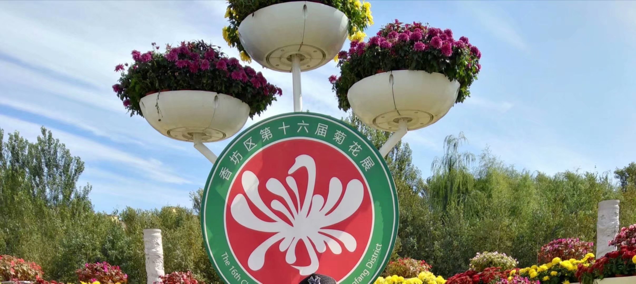 菊香九月香,菊花飘香散文