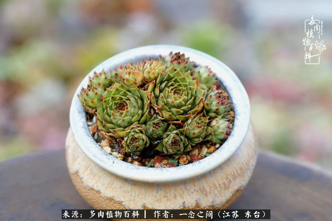 对多肉植物的爱心寄语,赏兰花感言