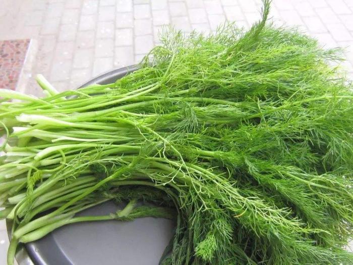 茴香的种植方法及注意事项,茴香栽培技术与方法