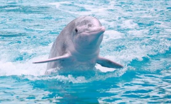 路亚鱼种类大全,长江鱼种类大全图片