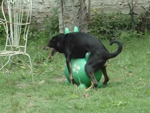 公狗多久才会跨骑,狗为什么会互相跨骑