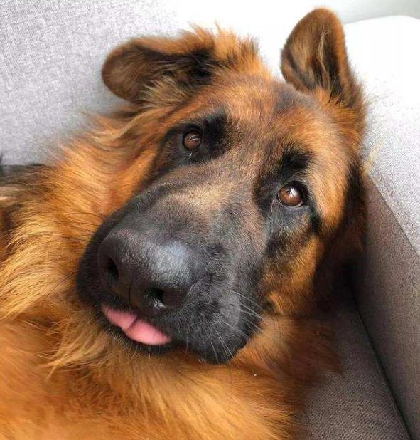 七个多月的德牧不立耳怎么办,4个月德牧没立耳正常么