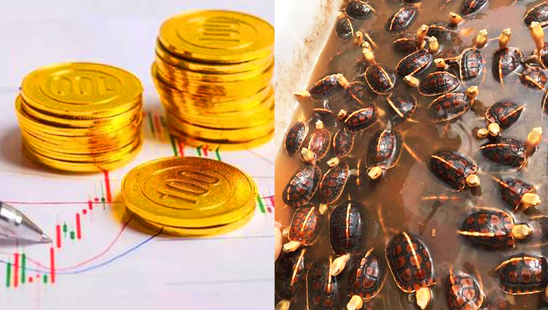 黄缘龟2022还会跌价么,黄缘闭壳龟局势