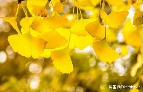 农村最赚钱的四大项目,农村冷门好项目有哪些呢