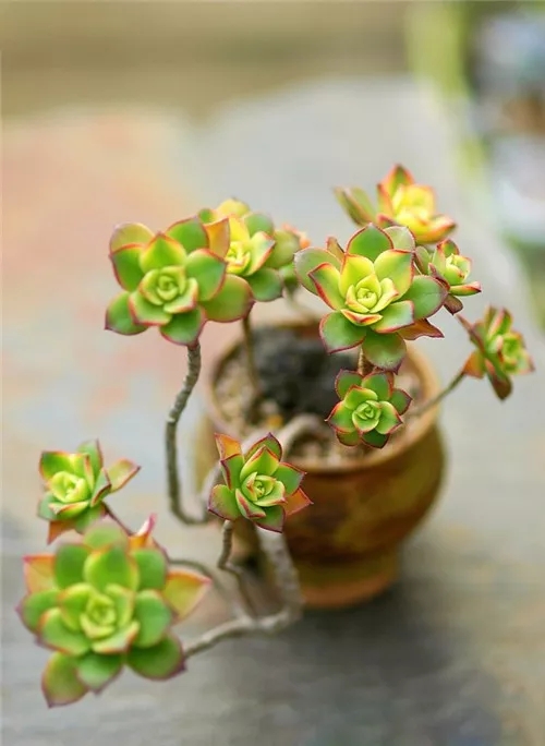 多肉老桩速成法，根本用不了三五年！美的大开眼界