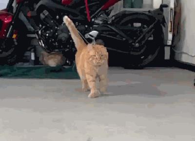 被弃养了一次的猫,从病魔中救回的猫脱离安乐死