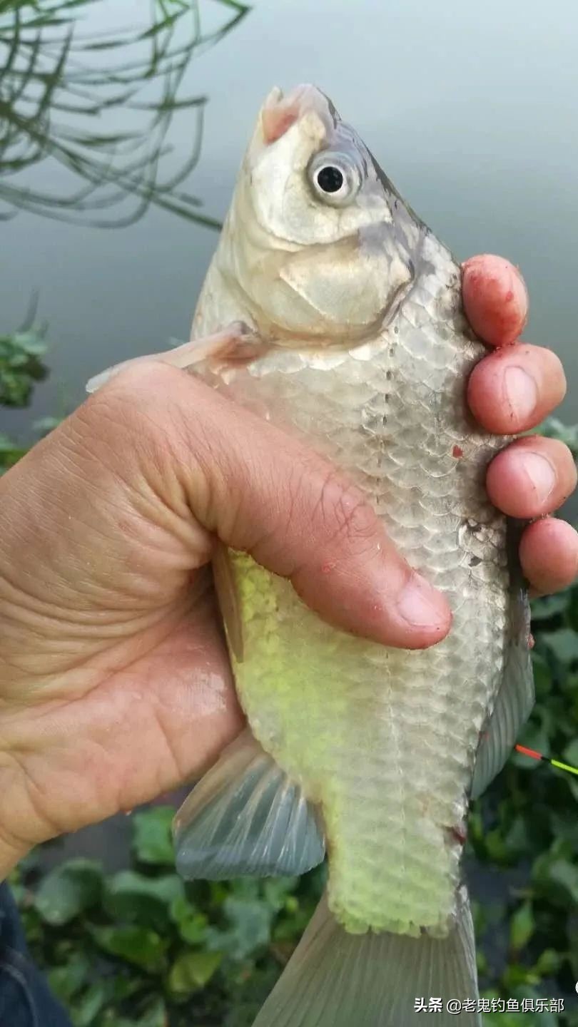 老鬼狂拉系列饵料,老鬼大板鲫狂拉测评