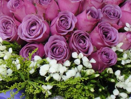 各种颜色的玫瑰花语,卡布奇诺玫瑰的花语