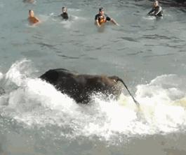 被牛角顶了是什么感觉,被牛角顶了是什么样