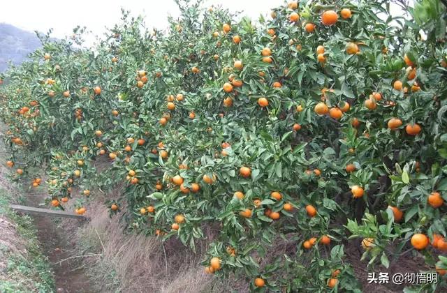 江苏旅游西山岛攻略图文,内湖洞庭西山岛