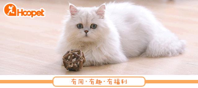 三个人逗一只狗,一只狗开心的日常