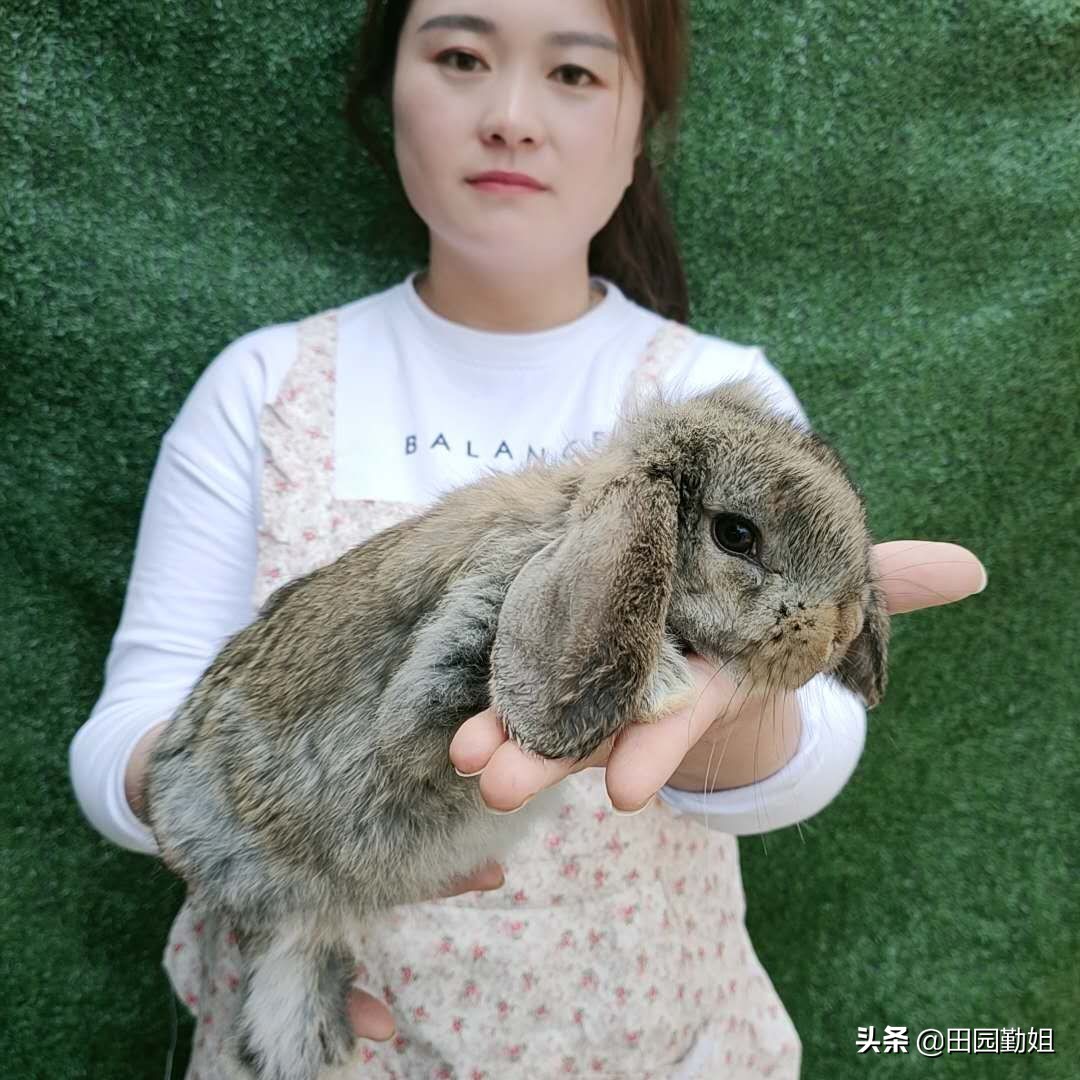 田园勤姐养兔技巧,田园勤姐个人资料