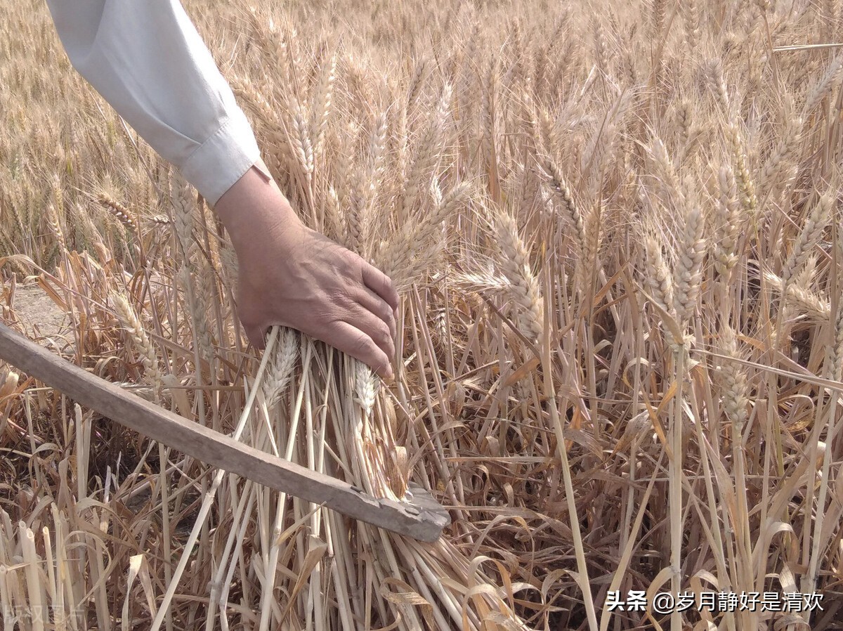 芒种时节是小麦收割时节,芒种麦收完整版