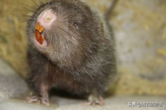 老鼠怎么那么可恶,大家说老鼠可怜吗
