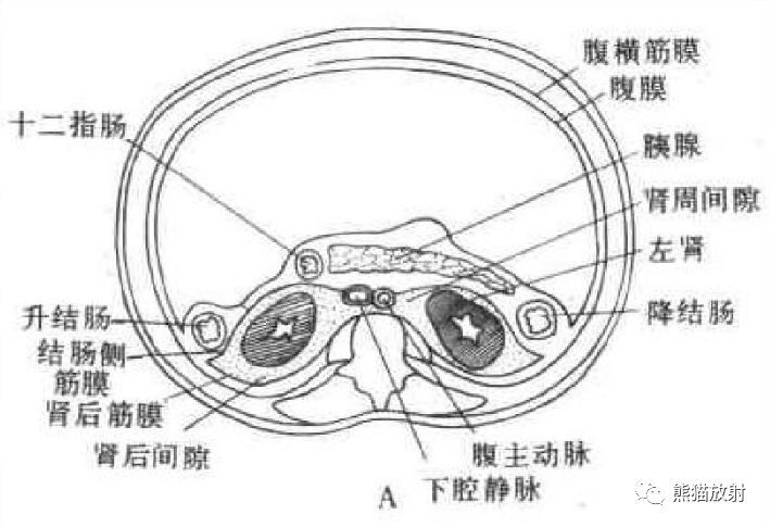 解剖丨腹膜后间隙（包懂包会！）