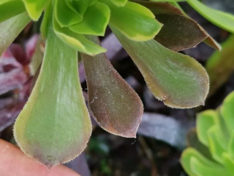 法师新品：青翠欲滴“檬”动我心，青檬法师育繁记