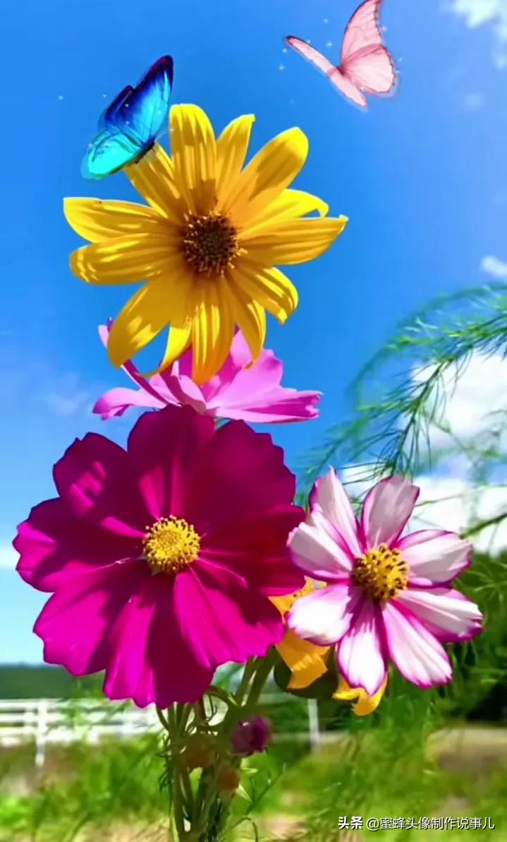 一花一世界唯美壁纸,独一无二的好看壁纸