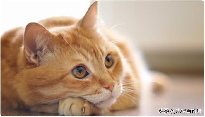 猫咪遗传性肾衰竭会死吗,猫咪肾脏肿大疾病有哪些