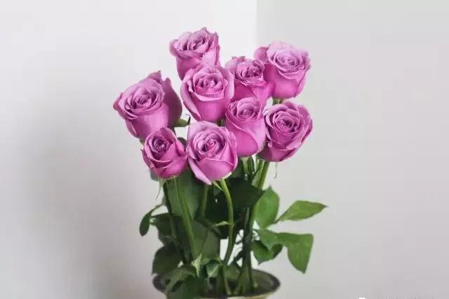 玫瑰花有哪些品种,玫瑰花有哪些品种大全