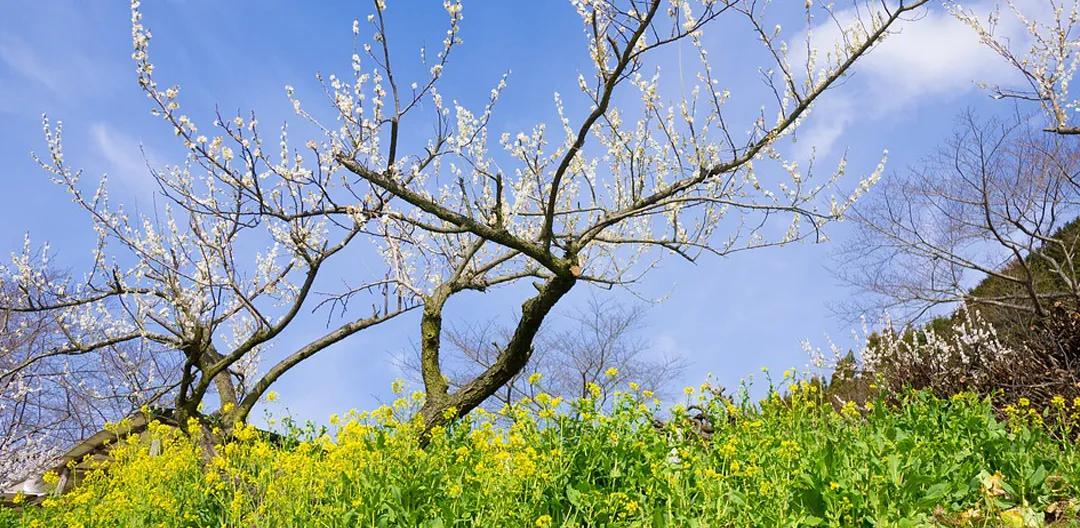 如何做到乡村振兴产业兴旺,未来5年乡村产业振兴