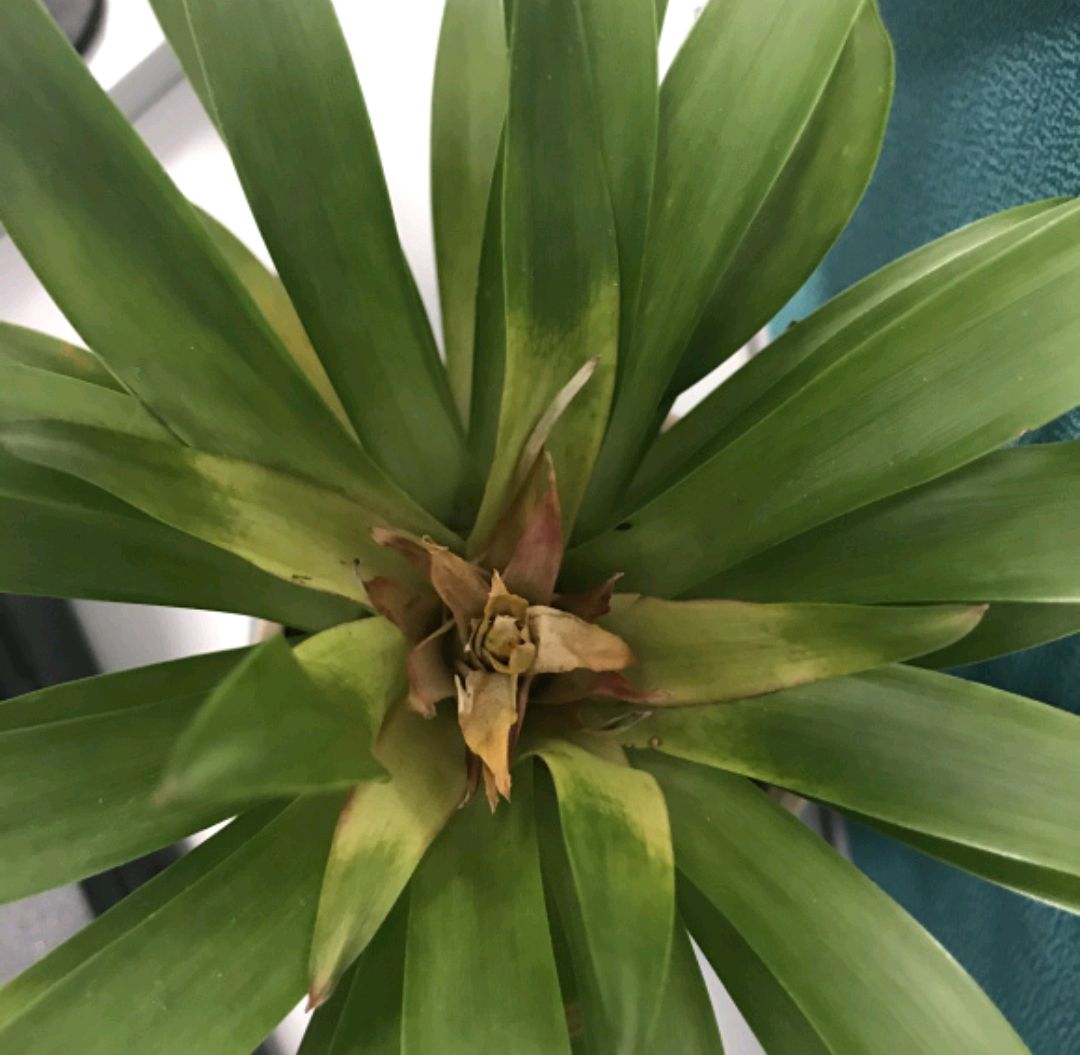 鸿运当头盆栽烂叶,鸿运当头盆栽的花枯萎了该怎么办