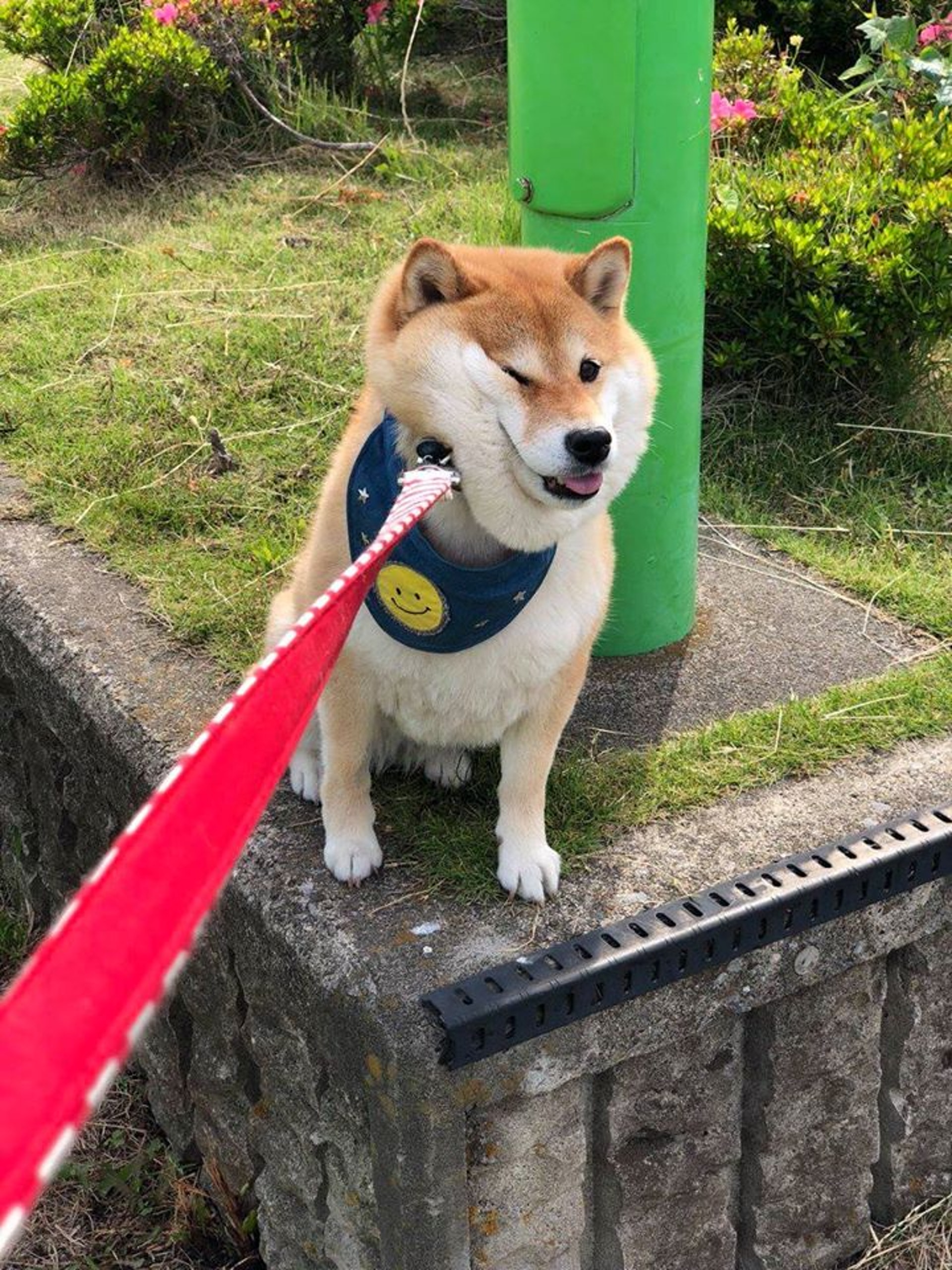 柴犬因拒绝回家网上爆红，出门就不想回家，一听到回家秒变脸