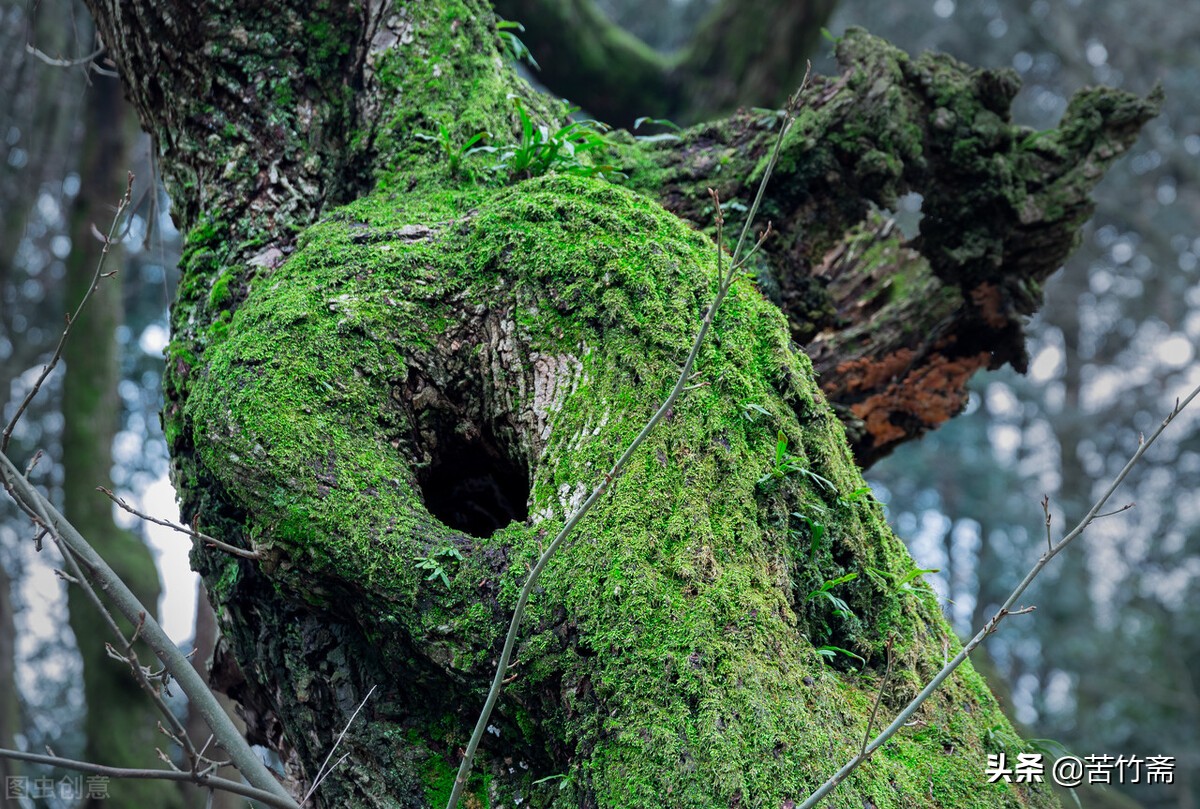 怎样做树洞,如何做一个合格的树洞