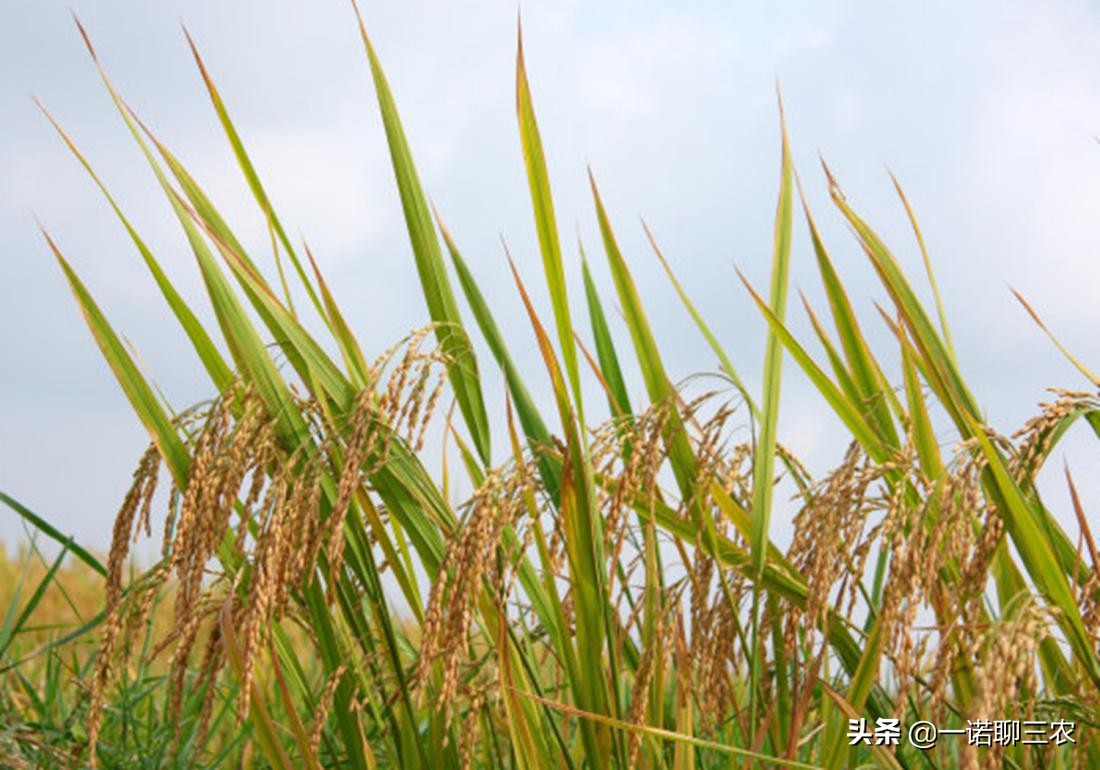 水稻种植时期水量管理,水稻大棚温度管理