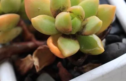 多肉煤烟病可以用酒精擦吗,多肉煤烟病怎么治