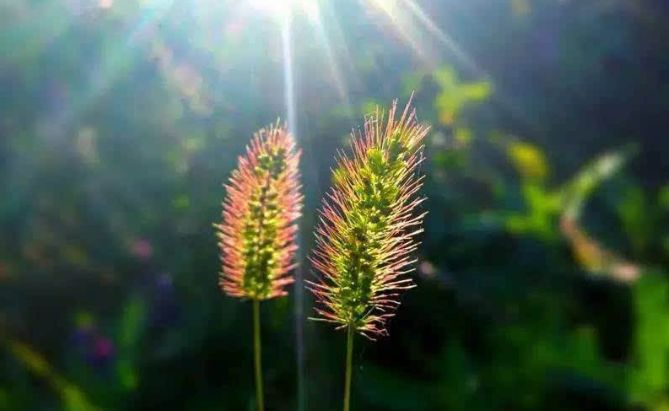 浮生若梦为欢几何经典句子,浮生若梦为欢几何怎样理解这句话