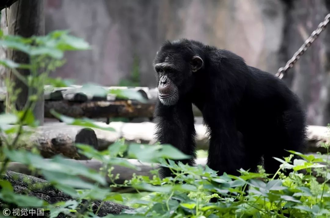 冷知识10个颠覆你认知的日本文 (古代100个绝对颠覆你认知的冷知识)