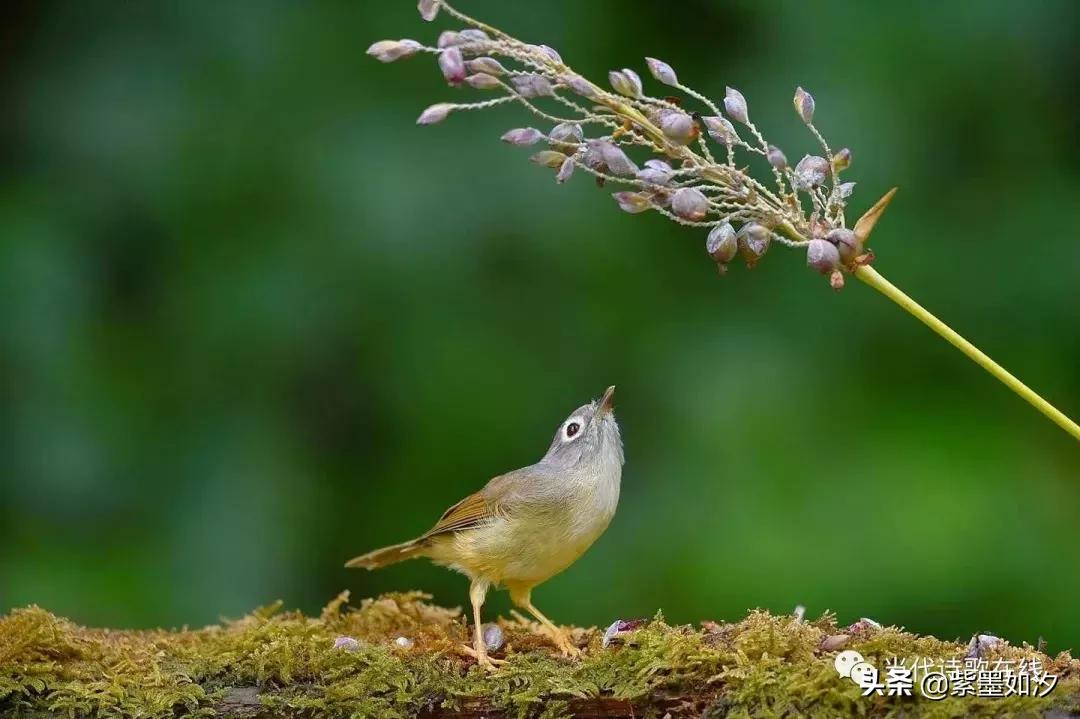 『当代诗歌在线』悦诗风吟（总第7期）