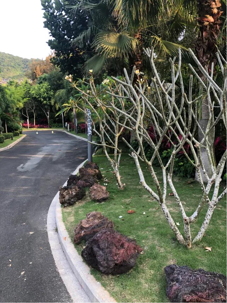 万宁石梅湾威斯汀度假酒店照片,万宁石梅湾威斯汀度假酒店打卡