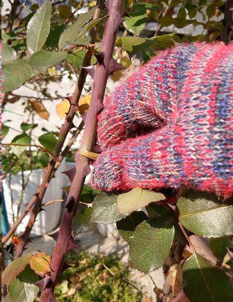 藤本月季冬季可以全剪吗,藤本月季秋天可以重剪