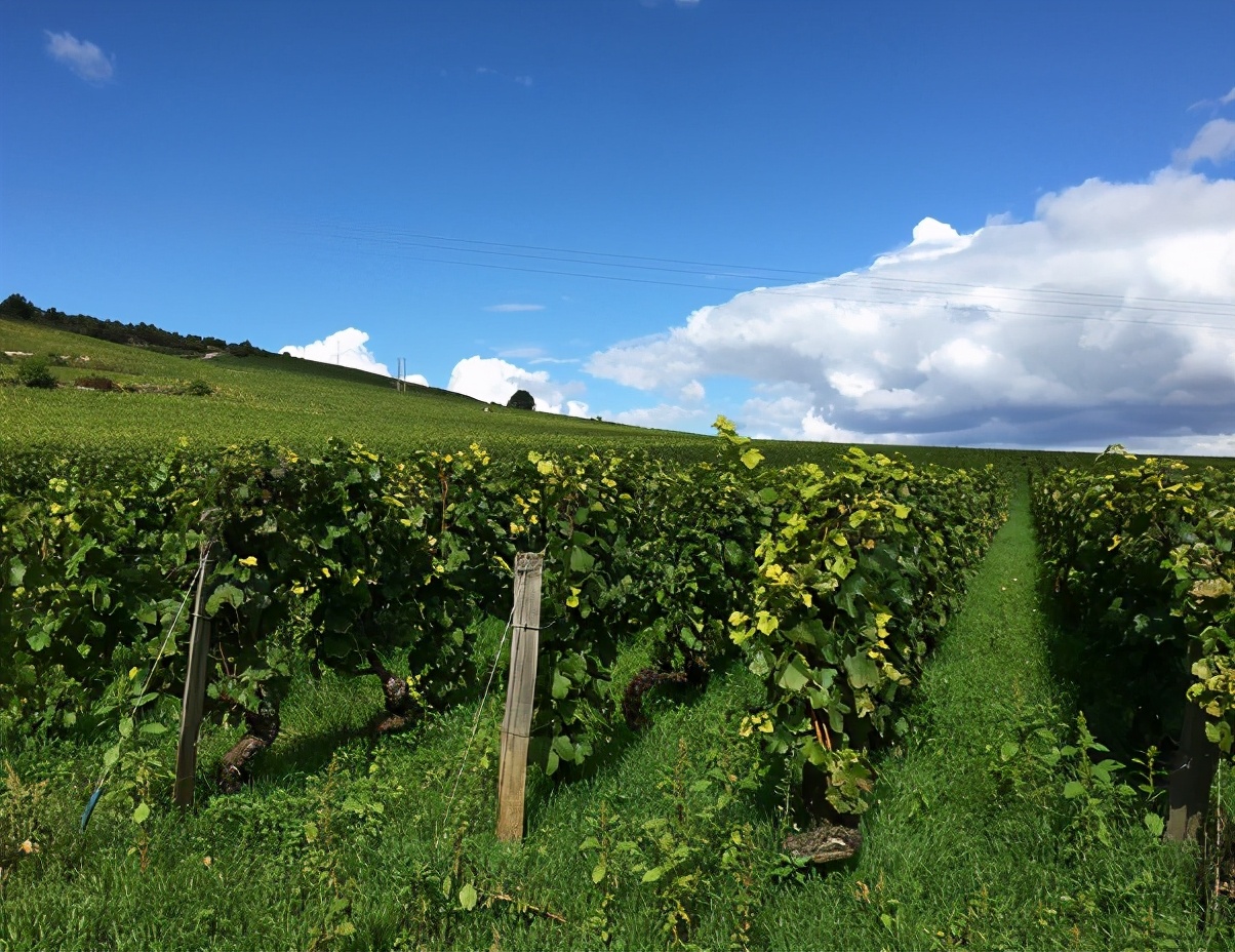 简述红葡萄酒的酿造过程及特点,此酒名为长相思