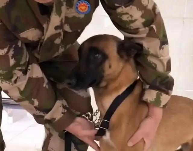 搜救犬排队打疫苗,狗子以为加鸡腿,见到医生后,狗子的反应亮了