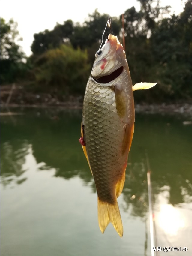 鲤鱼草鱼罗非鱼饵料配方,鲤鱼罗非鱼通杀饵料搭配