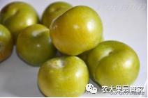 种植新品种果树苗一手货源,各种新品种果树苗木一手货源