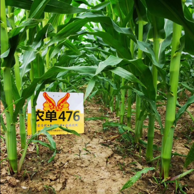 农大683玉米高产抗倒伏,农单113种子抗倒伏